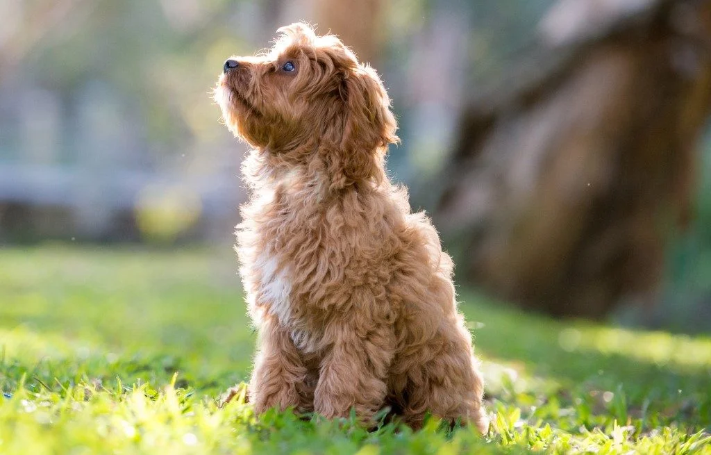Searching for the ideal Cavoodle Puppy: What Should One Look for in a Breeder